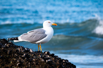Seagull
