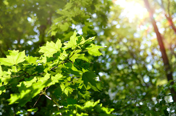 Fototapeta na wymiar Spring leaf of maple. Composition of nature.