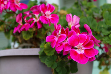 Pink Geranium flowers in the garden