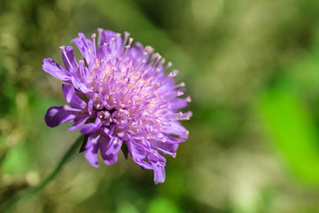 small bright purple flower on a green background, macro