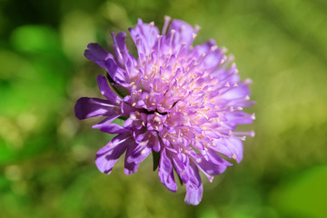 small bright purple flower on a green background, macro