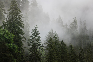 Berg und Wald im Nebel