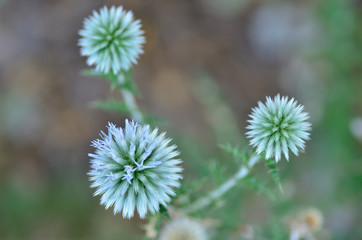 the most original dandelion