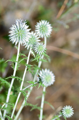 the most original dandelion