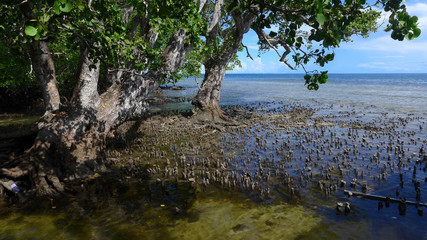 Obraz na płótnie Canvas Mangroves in Raja Ampat. Waigeo island. West Papua Indonesia