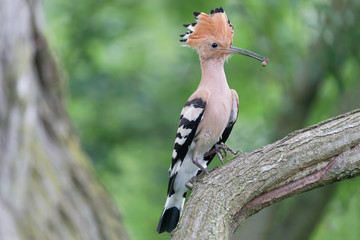 Portrait of Hoopoe bird (Upupa epops)