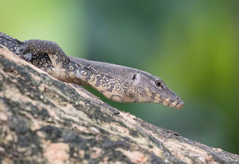 Clouded Monitor Liard