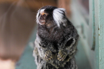 marmoset