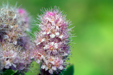 Flowers and insects in the bosom of nature. Polish parks and meadows