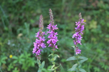 Pink flowers bloom in the meadows in summer, attracting bees. Fresh beauty.