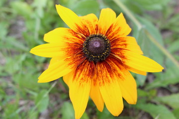Bright yellow flowers bloom in the summer garden