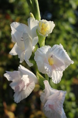 White gladioli decorate the garden in late summer