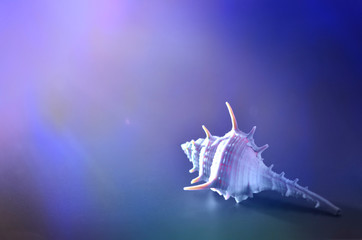 Rapana shell on a blue background