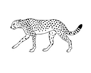Vector black line hand drawn walking cheetah isolated on white background