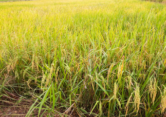 Paddy fields in Thailand.