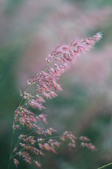 pink flowers in the garden