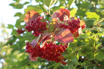 Fototapeta premium Red berries of viburnum ripened on a bush in late summer