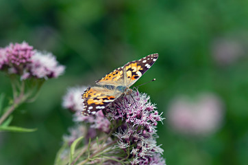 Flowers and insects in the bosom of nature. Polish parks and meadows
