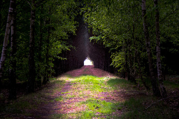 Leśna droga - tunel drzew 