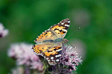 Flowers and insects in the bosom of nature. Polish parks and meadows