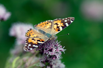 Flowers and insects in the bosom of nature. Polish parks and meadows
