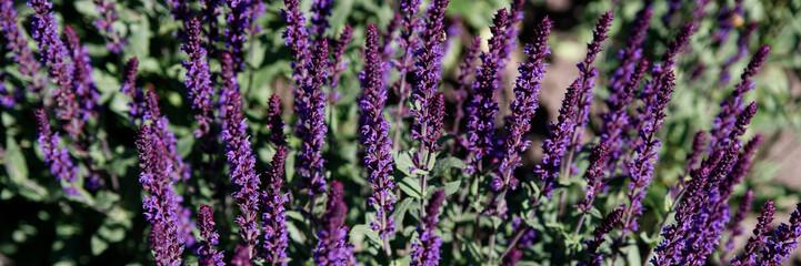 Group of violet flowers Salvia nemorosa Caradonna