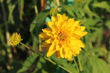 Golden balls of rudbeckia decorate gardens in summer