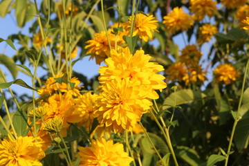 Fototapeta premium Golden balls of rudbeckia decorate gardens in summer