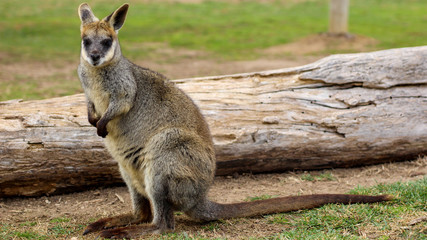 Naklejka premium Wallaby