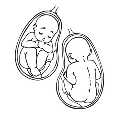 Fetus vector icon, prenatal human child with placenta silhouette isolated on white background. Picture of baby and placenta inside the womb.Simple element illustration. Pregnancy symbol design.