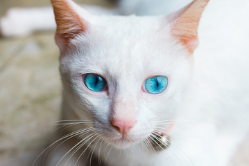 White cat, blue eyes lying on the cement floor