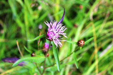 Lilac flower close-up among green grass