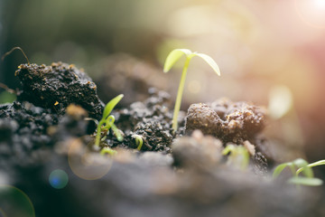 green seedling growing out of soil