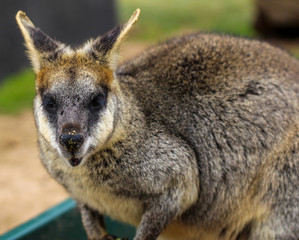 Wallaby