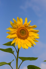 one yellow sunflower close-up against a blue Sunny sky