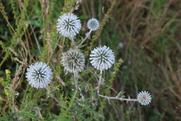 Spiny flowers grow in the meadow