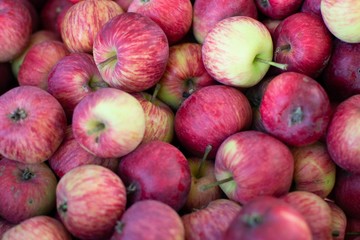 Fresh apples from grandmothers garden