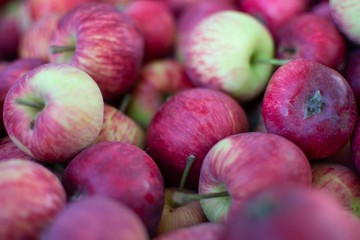 Fresh apples from grandmothers garden