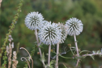 Spiny flowers grow in the meadow