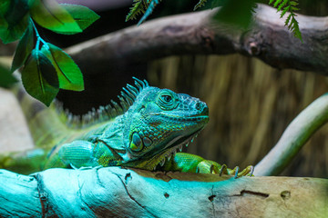 Iguana