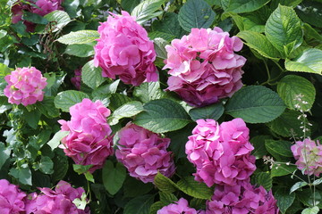 Fototapeta premium Pink flowers bloom in the garden in summer, attracting bees. Fresh beauty.