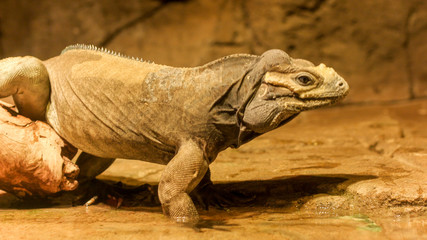 Lizard
