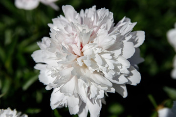 beautiful pions in the garden