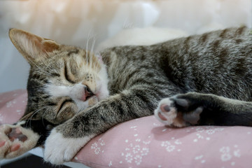 Fototapeta na wymiar Sleeping cat perfect dream.