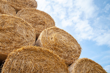 Hay bales. Bottom view round hay bales stacked in stacks against the sky.