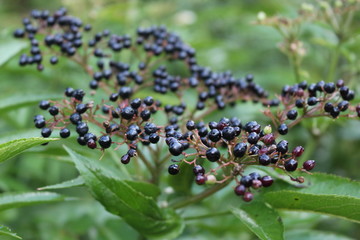  Black elderberry ripened on a bush in late summer