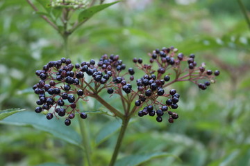  Black elderberry ripened on a bush in late summer