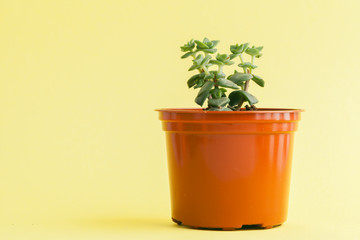 succulent plant on a yellow background.