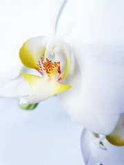 white orchid on a white background._