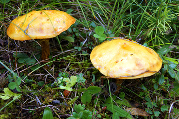 Edible mushroom variety of edible mushroom rising in green herb